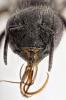 Osmia leaiana